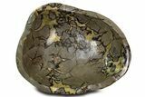 Enormous, Polished Septarian Bowl ( / lbs) - Madagascar #339333-1